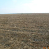 Kaluveli Dry