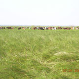 Kaluveli