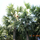 Palm Pot