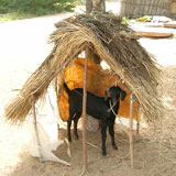 Selvi Goat